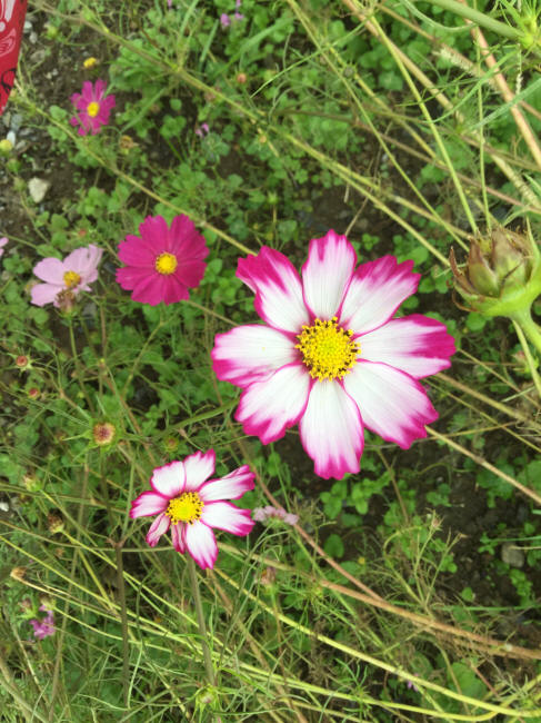 �����ӎ��ێ��Ď�